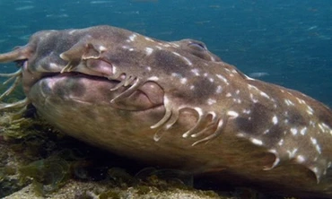 Loài cá mập quái dị, bậc thầy về ngụy trang và phục kích con mồi