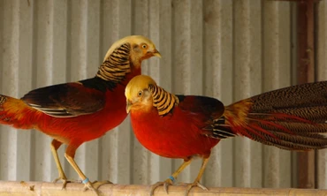 Nuôi chim trĩ bảy màu thu nửa tỷ đồng