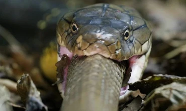 Cách săn mồi hiệu quả của hổ mang chúa - loài rắn độc nhất thế giới