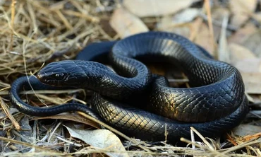 Rắn chàm phương Đông khiến rắn kịch độc sợ phát khiếp