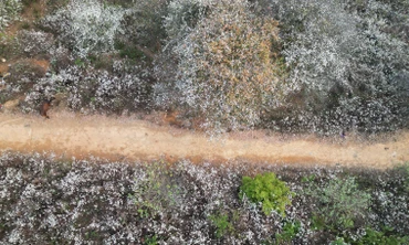 Clip: Hoa sơn tra nở trắng trời Nậm Nghiệp