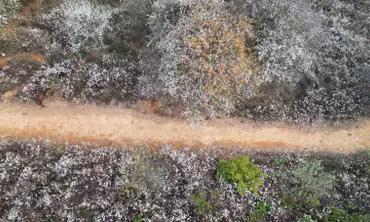 Clip: Hoa sơn tra nở trắng trời Nậm Nghiệp