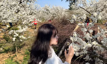 CLIP : Mùa hoa mận trắng Mộc Châu 