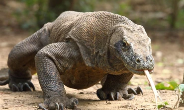 Rồng Komodo xé xác trâu rừng sau 3 tuần nhờ vũ khí đặc biệt