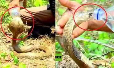 Clip: Kinh ngạc cảnh rắn hổ mang ngoan ngoãn uống nước từ tay người