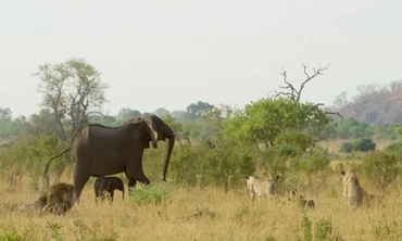 Voi mẹ đánh bại đàn sư tử để cứu con thoát chết