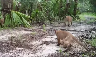 Căn bệnh lạ đe dọa quần thể báo và linh miêu