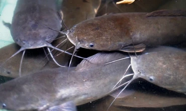 Đàn cá trê nặng gần chục kg mỗi con trong bệnh viện ở Sài Gòn