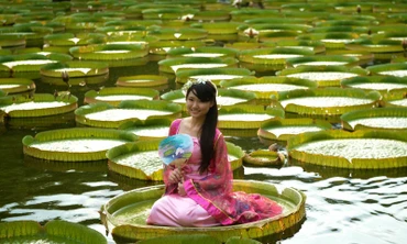 Khách Trung Quốc đổ xô vào vườn thực vật, ngồi lá sen khổng lồ