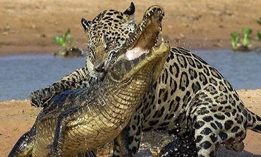 Báo đốm vồ mạnh, cá sấu không kịp trở tay