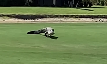 Cá sấu ba chân băng qua sân golf ở Florida