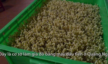 Làm giá đỗ sạch bằng máy, thu chục triệu đồng mỗi tháng