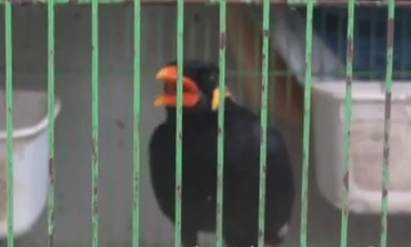 Chim bắt chước người... đọc thơ