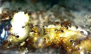 Gián mẹ quằn quại sinh nở trong vòng vây kiến lửa ăn thịt