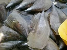 Cách làm cồi mai xào sả ớt đặc sản Cửa Lò