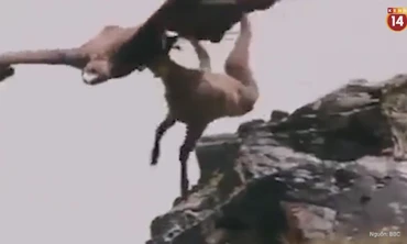 Cú săn ngoạn mục: Đại bàng săn dê núi