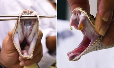 Quy trình vắt nọc rắn độc để chế huyết thanh