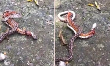 Nghẹt thở xem rắn độc tử chiến với rết khổng lồ