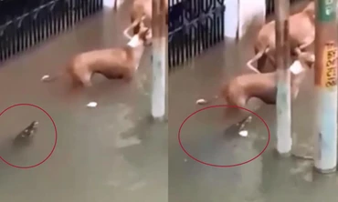 Nước lũ tràn bờ, cá sấu ùa vào thành phố bơi lội cạnh chó nhà