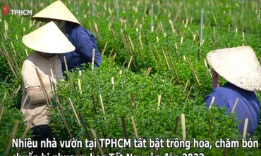 Làng hoa Tết tại TPHCM vào mùa, công nhân mất việc có nguồn thu mới