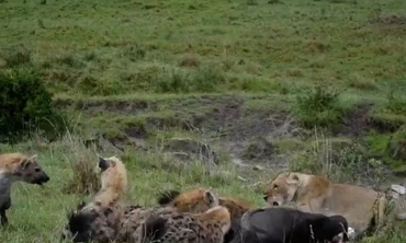 Bầy linh cẩu gây áp lực khiến sư tử phải bỏ mồi.
