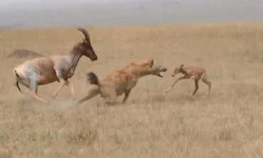 Vừa chào đời, linh dương con đã nhận cái kết thảm khốc khi chạm trán linh cẩu tinh ranh