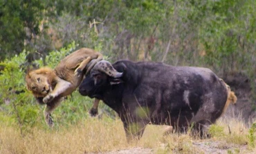 Trâu rừng húc khiến sư tử dính chấn thương nặng.
