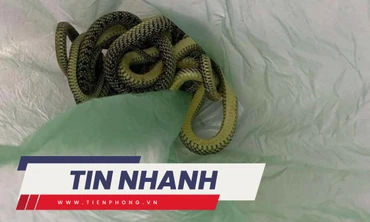 TIN NHANH: Kinh hãi phát hiện 7 con rắn 'làm ổ' trong máy điều hòa