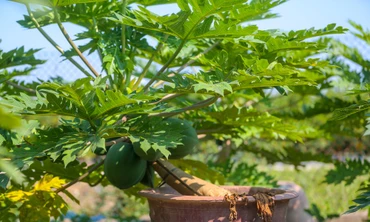 Đu đủ bonsai tiền triệu hút khách dịp cận Tết, ra mắt loạt TV xịn nhất thế giới