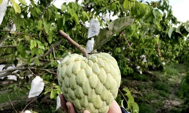 Tivi ‘siêu to khổng lồ’ giảm giá khủng, làm giàu với mãng cầu hoàng hậu