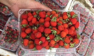 'Bóc mẽ' tờ 1000đ cũ giá 140 triệu, mâm xôi mọc dại về phố thành đặc sản