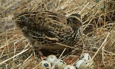 Loài chim nào 'mắn' đẻ nhất trong tự nhiên?