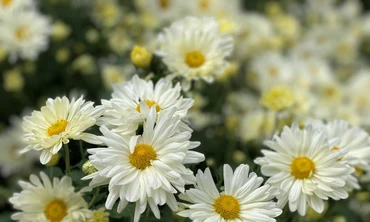 Thị trường ngày 21/11: Giá thịt lợn giảm mạnh chưa từng có nhưng vắng khách