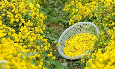 Thị trường ngày 29/11: Sắp thu thuế Youtuber, đặc sản hoa tiến vua gần 1 triệu đồng/kg