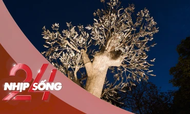 NHỊP SỐNG 24: Cây 'Hồi sinh' ở vườn hoa Cổ Tân có gì khiến chị đẹp Hồng Nhung, Mỹ Linh xúc động