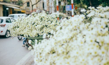 Thị trường ngày 6/11: Thu giữ 50 Iphone 'xách tay', cúc họa mi đầu mùa cháy hàng