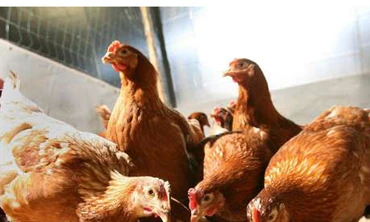 Người bán lan đột biến phải nộp thuế, giá gà tăng nhưng người nuôi ‘không vui’