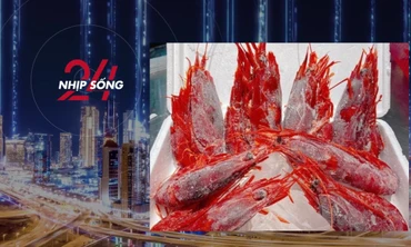 NHỊP SỐNG 24: Tôm quỷ đỏ đắt nhất thế giới đổ bộ chợ Tết ở Hà Nội, giá 4,7 triệu đồng/kg