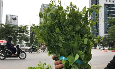 Thị trường 15/11: Sự thật táo đá 10.000 đồng/kg, rau dại đi 'chuyên cơ' giá đắt ngang thịt