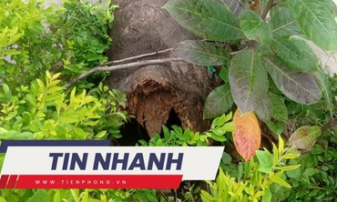 TIN NHANH: Cây phượng bật gốc đè 4 học sinh đang tập thể dục; Tai nạn liên hoàn 50 phương tiện trên cao tốc