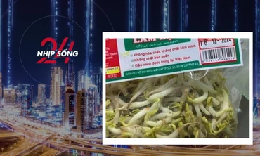 NHỊP SỐNG 24: 'Nước kẹo' trong gần 3000 tấn giá đỗ vừa bị phát hiện là gì?