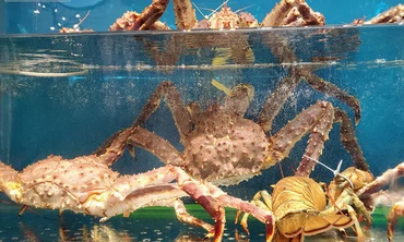 Thị trường ngày 12/11: Cua Alaska siêu rẻ, cam Vinh chất đống xe tải đổ bỏ sau lũ