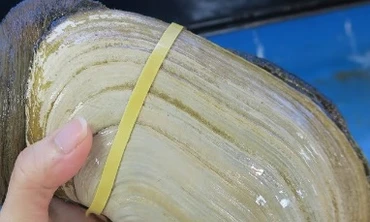 Tu hài Canada khổng lồ đổ về Việt Nam, giá rẻ chưa từng có