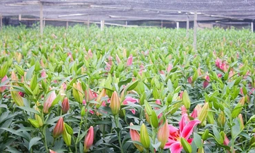 Thị trường ngày 16/11: Rươi vào mùa giá nửa triệu đồng/kg, Đà Lạt lo ế hoa Lily chơi tết