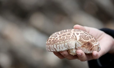 Thị trường 26/11: Nấm hương Nhật đắt ngang nhân sâm, tôm hùm Alaska, cua hoàng đế siêu rẻ