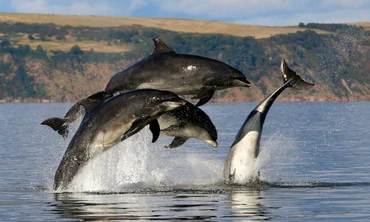 Nước biển mặn và không thể uống trực tiếp, cá heo bổ sung nước bằng cách nào?