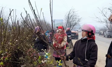 Hàng nghìn cành đào, mận tập kết ra quốc lộ 6 chờ về xuôi 'ăn Tết'