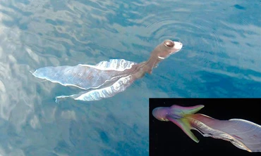 Sự thật loài 'thủy quái' cảnh báo được sóng thần vừa xuất hiện ở đảo Phú Quý 