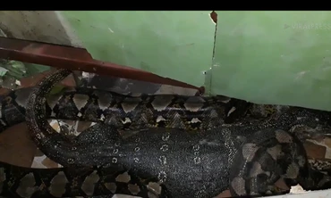 Kinh ngạc cảnh kì đà hồi sinh sau khi bị trăn 'khủng' nuốt chửng