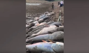 VIDEO: Kinh ngạc khi vớt được hàng chục xác cá trê khổng lồ 